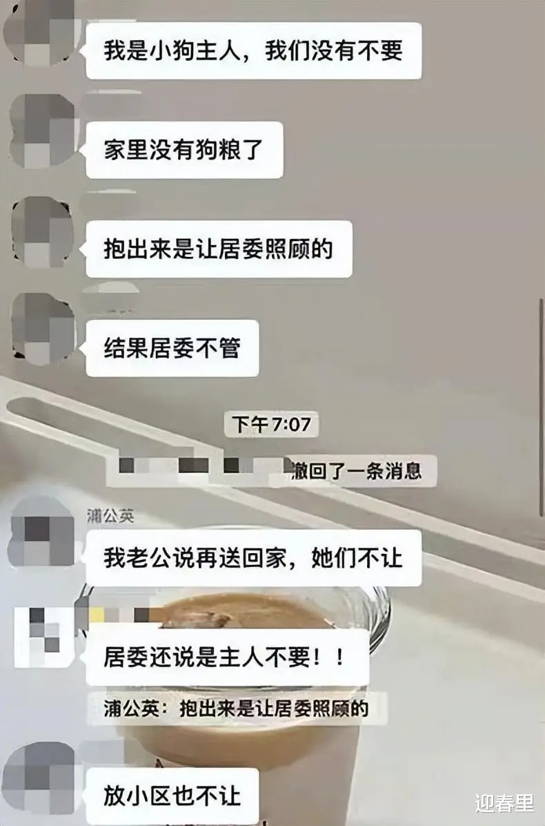 王思聪柯基叫什么名字_上海柯基年会_